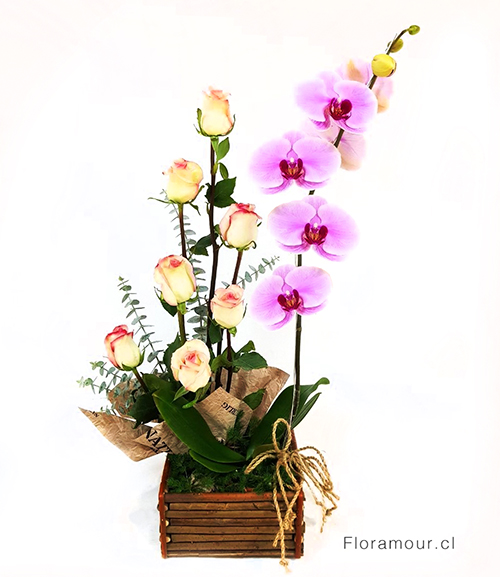 Fino arreglo de rosas importadas acompañadas de planta de orquídea phaleanopsis. (Color de orquí­dea puede variar según disponibilidad)(Solo Santiago) Seleccione color de las Rosas